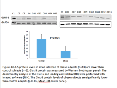 GLUT5 Protein Levels